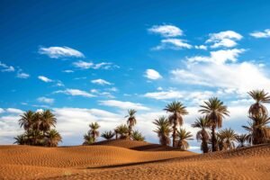 Libyan Palm Trees Oasis